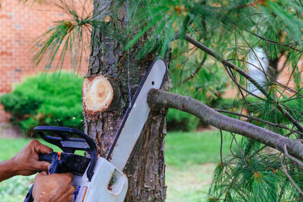 Best Tree Branch Trimming  in , DC